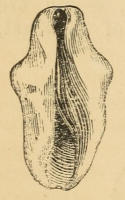 O. Gibbosa, a cowrie