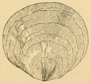 Placuna Placenta, Chinese Window Oyster