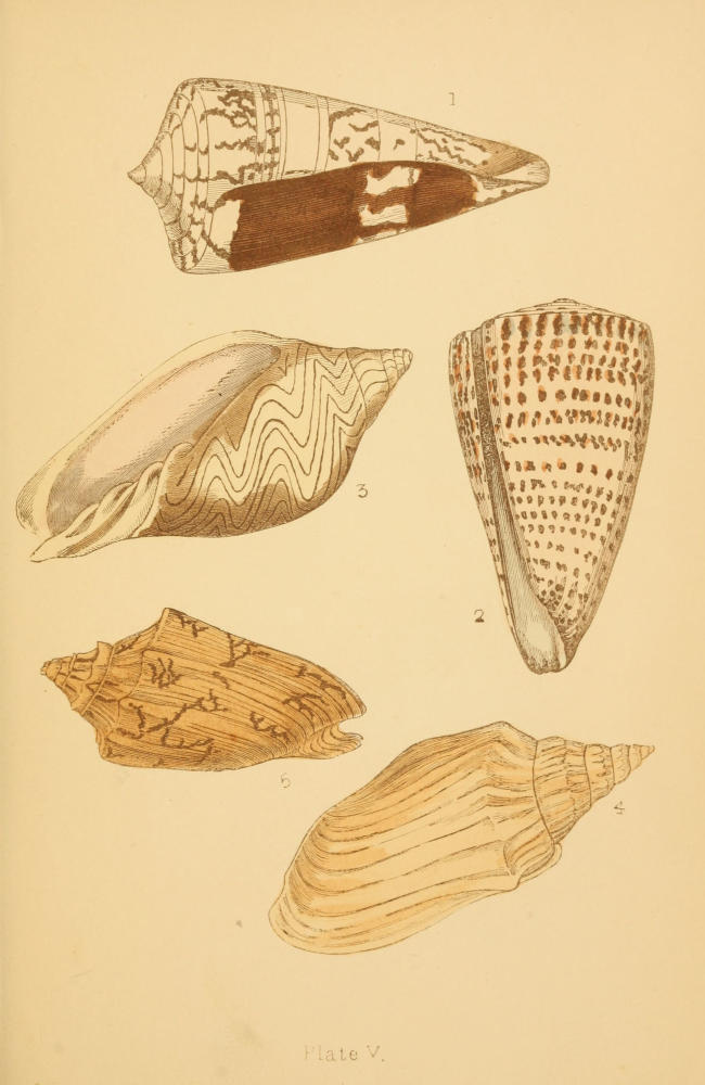 Plate V, Figures 1-5