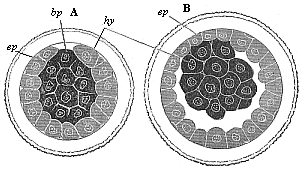 Gastrula of the rabbit.