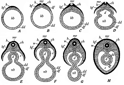 Severance of the discoid mammal embryo from the yelk-sac, in transverse section (diagrammatic).