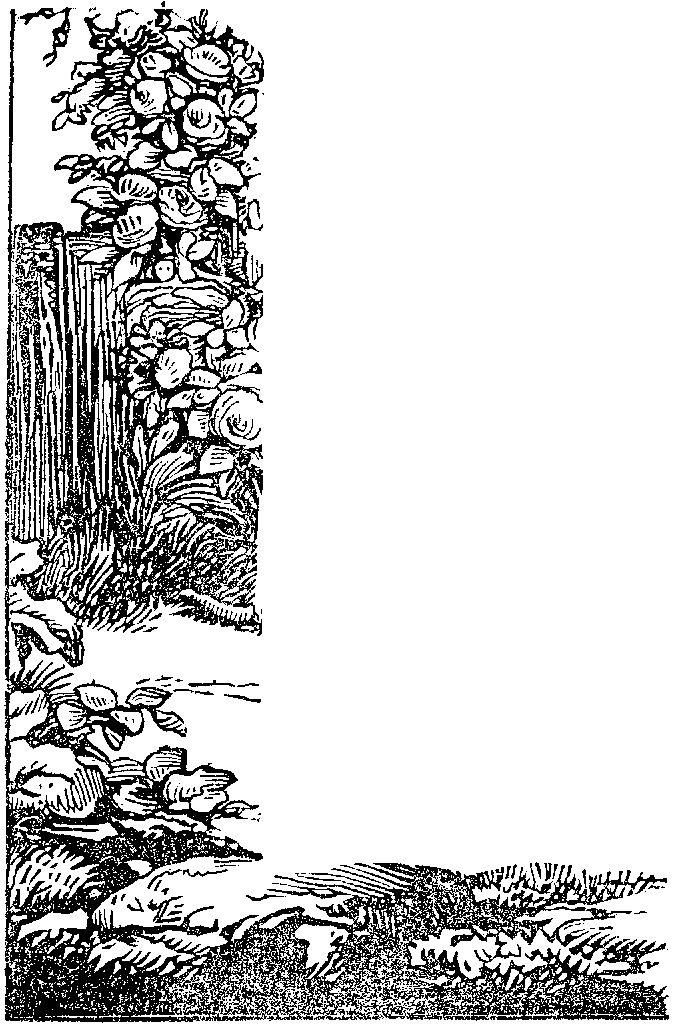 Flowers.