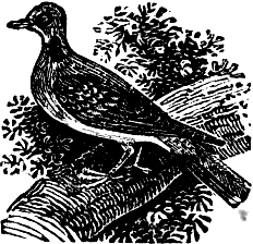A dove.