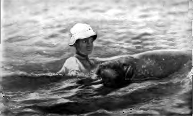"HE FOUND DICK STANDING IN WATER SHOULDER DEEP, HANGING ON TO THE FLIPPER OF THE MANATEE"