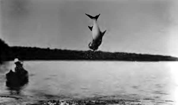 "THE STRICKEN TARPON LEAPED SIX FEET IN THE AIR"