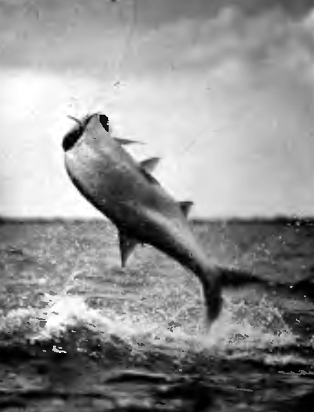 "THE TARPON BEGAN A SERIES OF LEAPS"