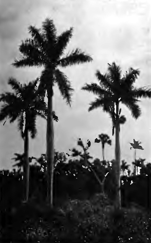 "GROUPS OF TALL PALMETTOS, OR MAGNIFICENT TALL PALMS"