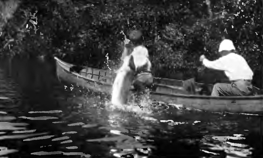 "THE TARPON LEAPED AGAINST NED WITH FURY"