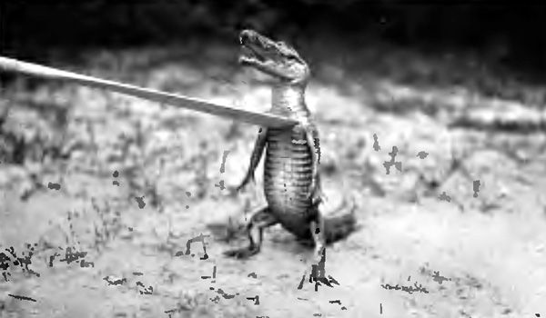SEE THE BABY 'GATOR SIT UP, NED!