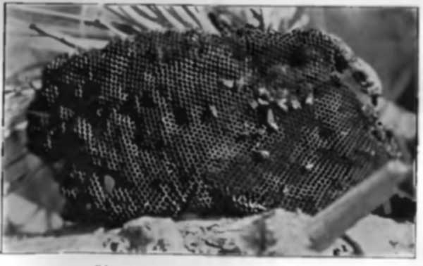 "A FEW OF THE HOMELESS BEES LIT ON THE COMB"