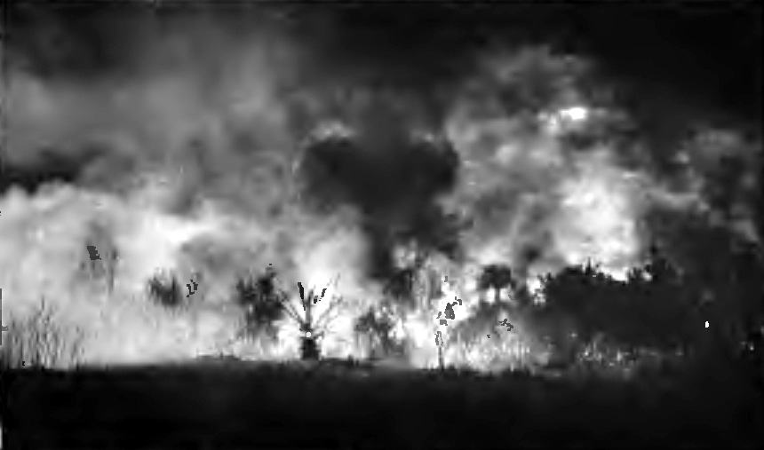 "ALL BEYOND THE DARK MEADOW WAS A LIVING MASS"