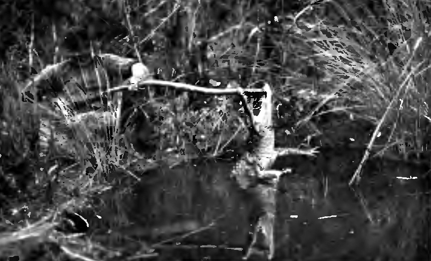 THE BARB CAUGHT IN THE REPTILE'S LOWER JAW