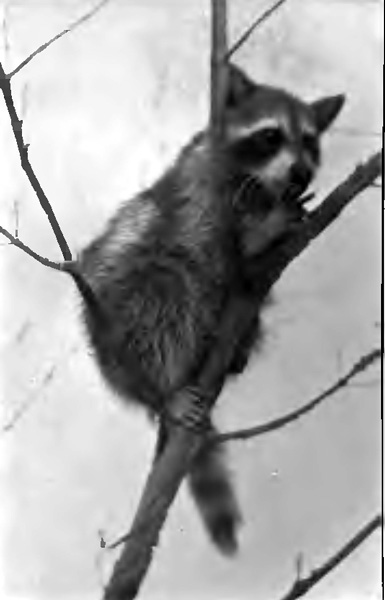 "THE COON SCRAMBLED TO THE TOP OF A LITTLE TREE"
