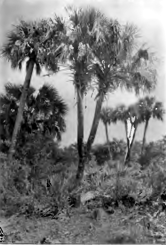 NED FOUND A GOOD CAMPING SITE MARKED BY A FREAK PALMETTO