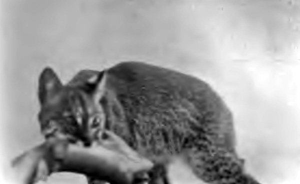 THE LYNX SPRANG INTO THE CANOE AND SEIZED ONE OF THE FISH