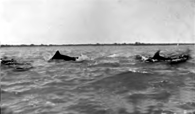 PORPOISES ROLLED THEIR BACKS OUT OF THE WATER