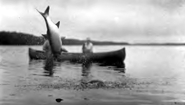 THE HARD, POINTED HEAD OF THE BIG TARPON TORE THROUGH THE BOTTOM OF THE FRAGILE CANOE