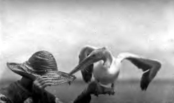 "THE INDIGNANT BIRD PUNCHED HOLES THROUGH HIS HAT"