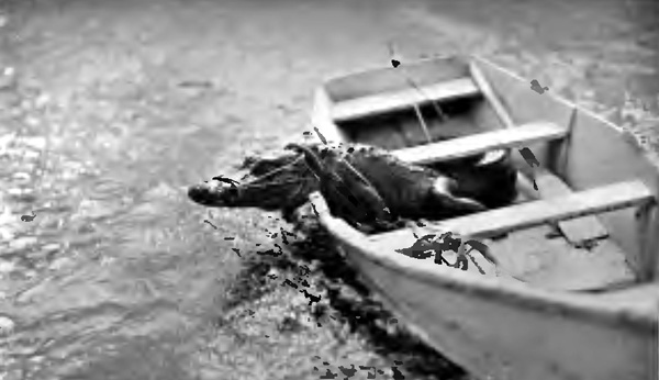 "SLOWLY LIFTING HIS HUGE HEAD OVER THE SIDE OF THE SKIFF"