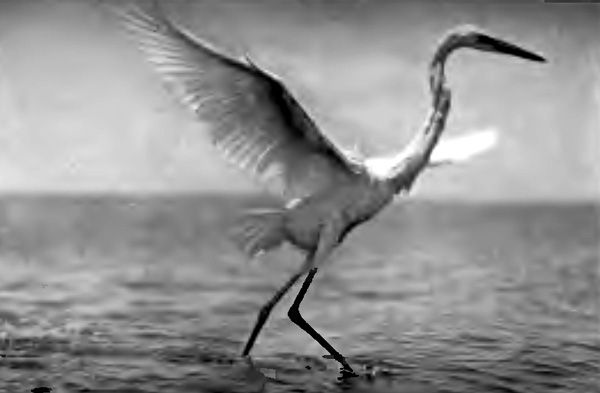 "YOUNG HERONS SPREAD WINGS AND STRETCHED LONG LEGS AS THEY FLED"