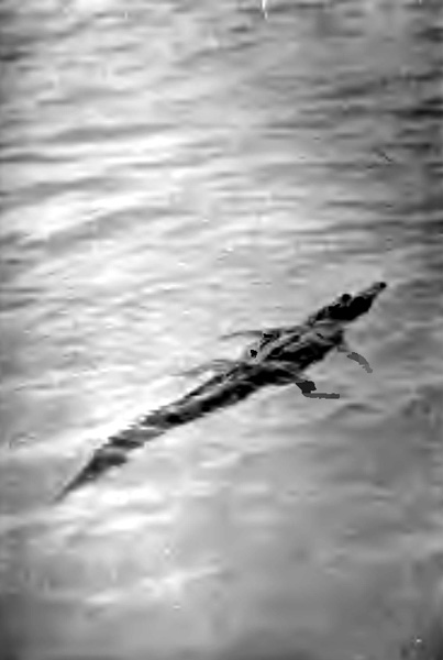 "THEY SAW A CROCODILE SWIMMING UNDER WATER NEAR THEM"