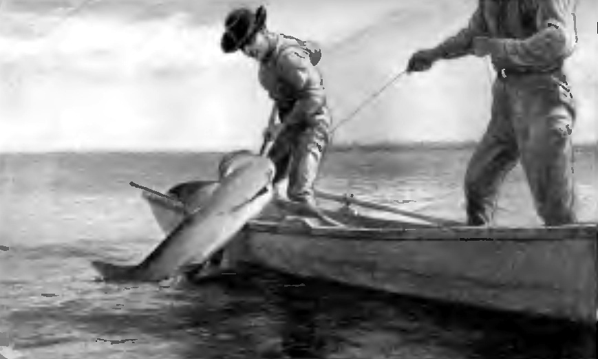 "THEY HAULED THE HEAD OF THE BRUTE OVER THE SIDE OF THE BOAT"