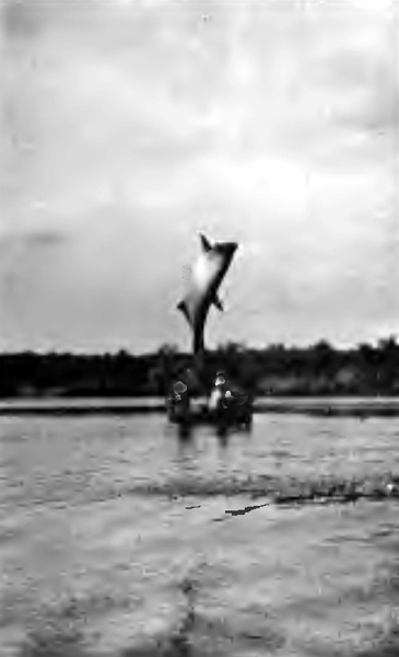 "A SILVERY, TWISTING BODY SHOT TEN FEET IN THE AIR"
