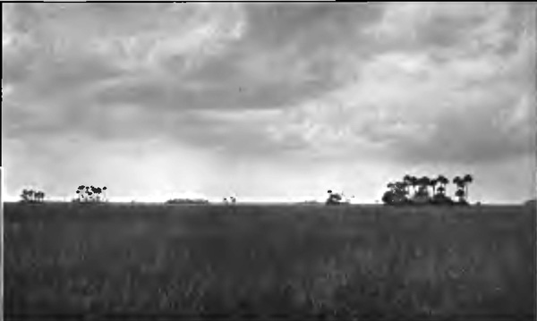 "THE EVERGLADES AT LAST"
