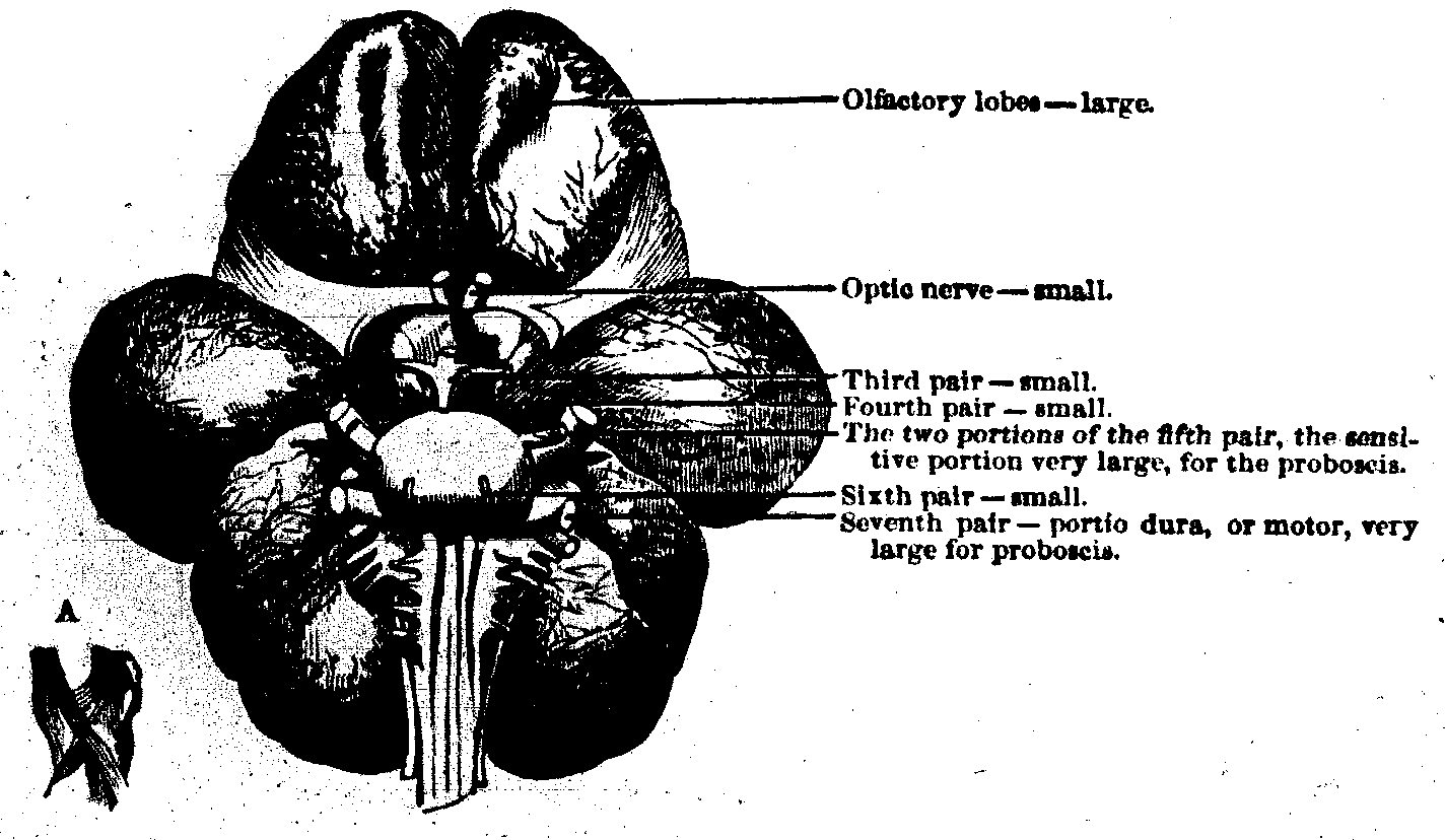 Brain of an elephant