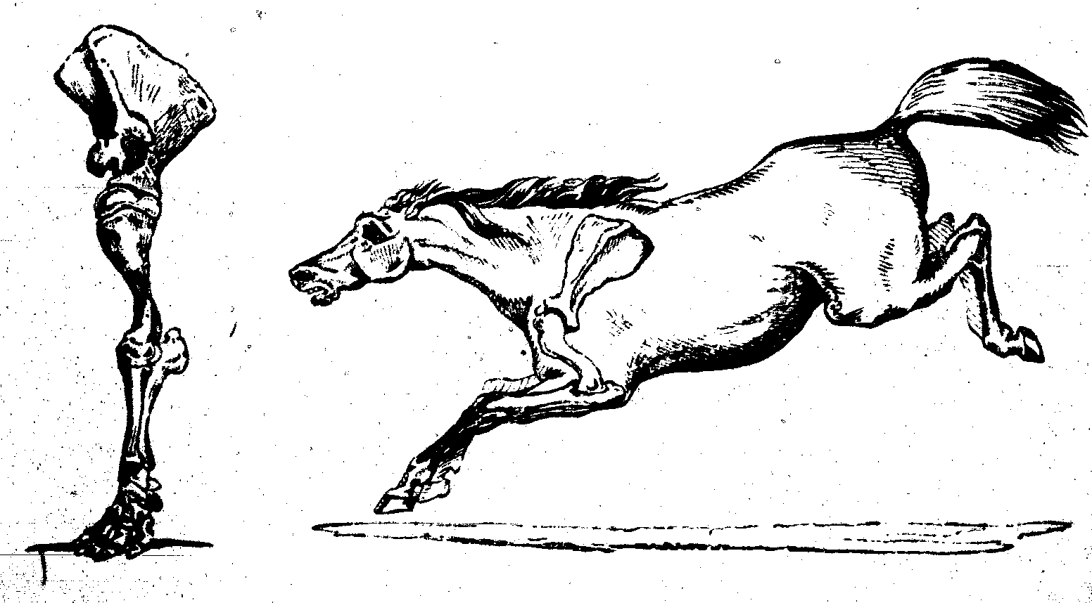 Horses leg joint structure