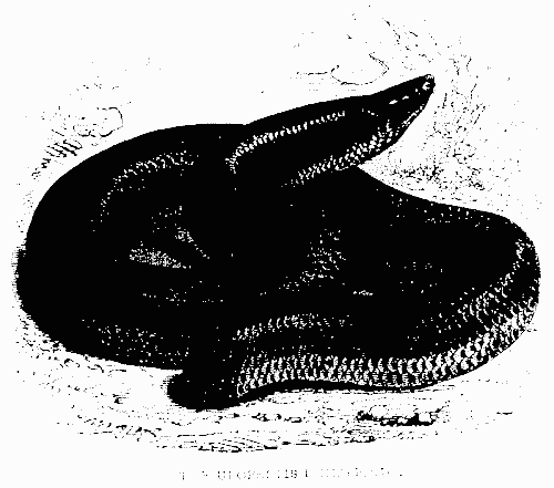 THE UROPELTIS PHILIPPINUS