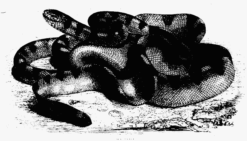 SEA SNAKE Hydrophis subloevis