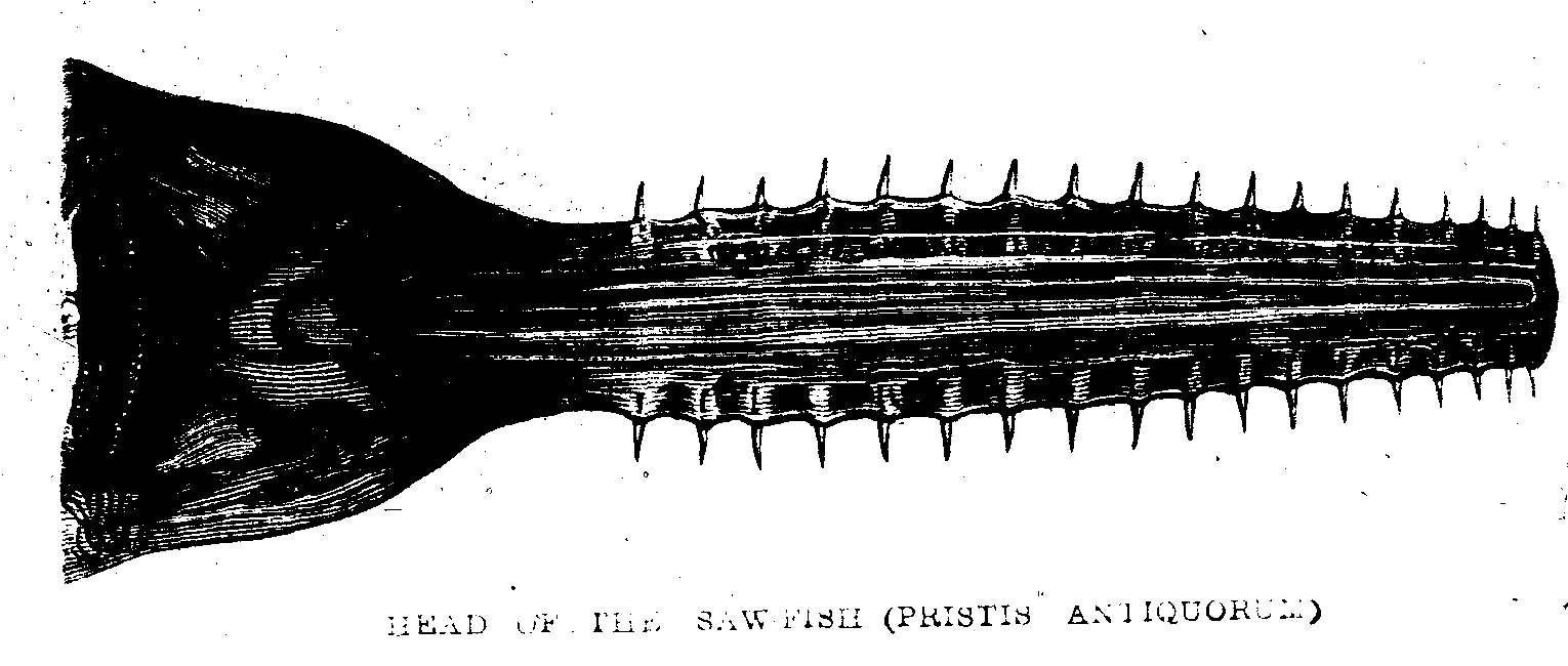 HEAD OF THE SAWFISH (PRISTIS ANTIQUORUM)
