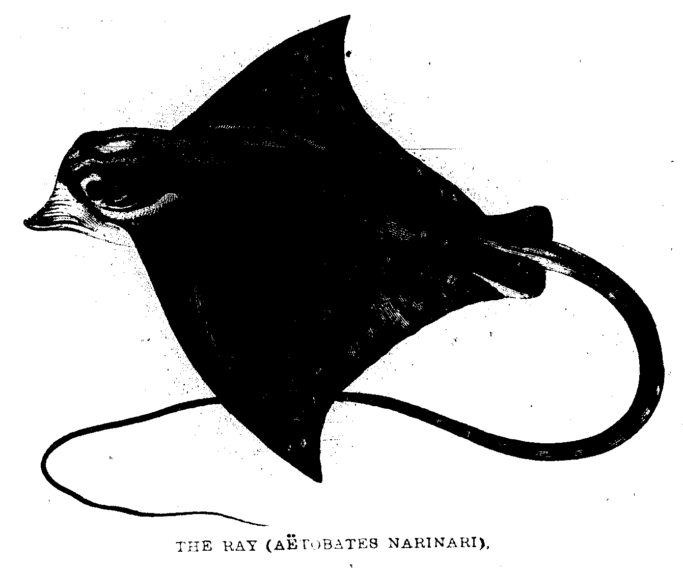 THE RAY