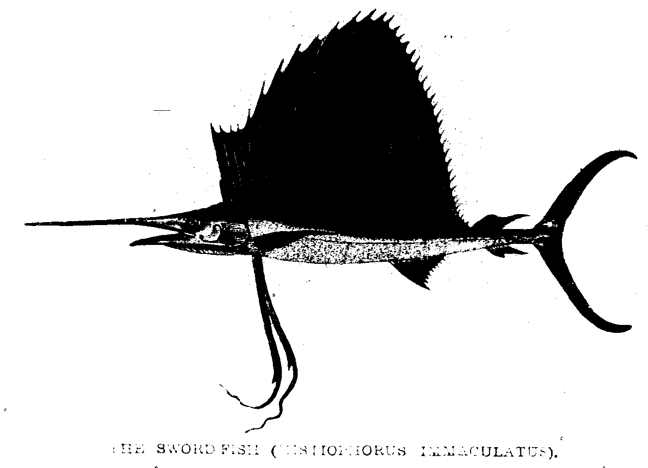 THE SWORD FISH (MISMOPHORUS IMMACULATUS)