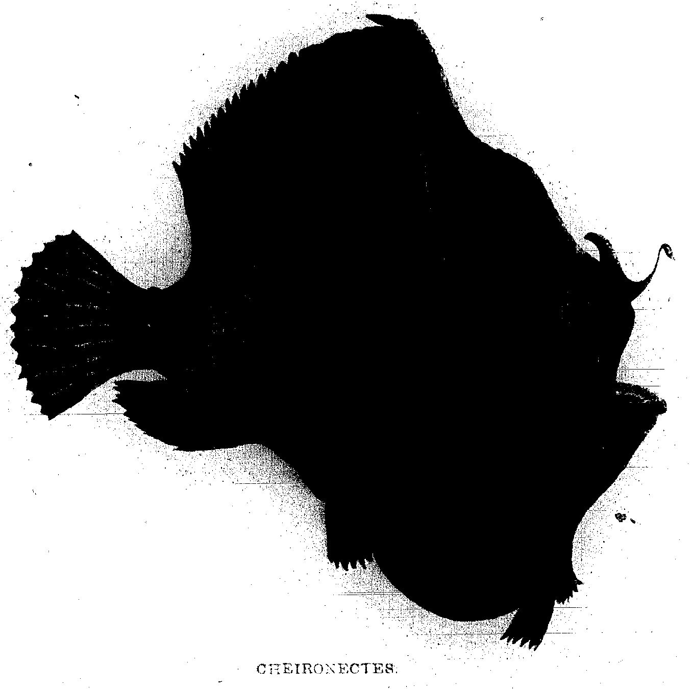 CHEIRONECTES