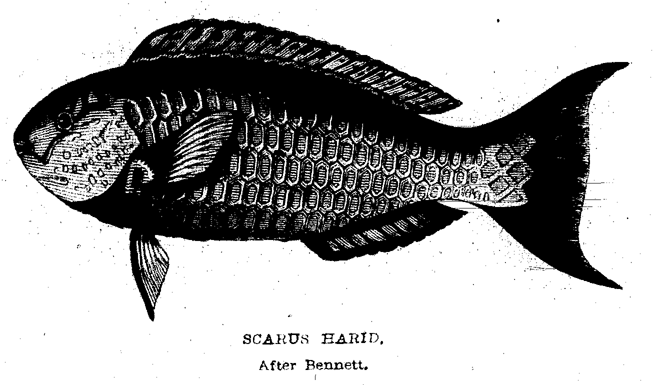 SCARUS HARID