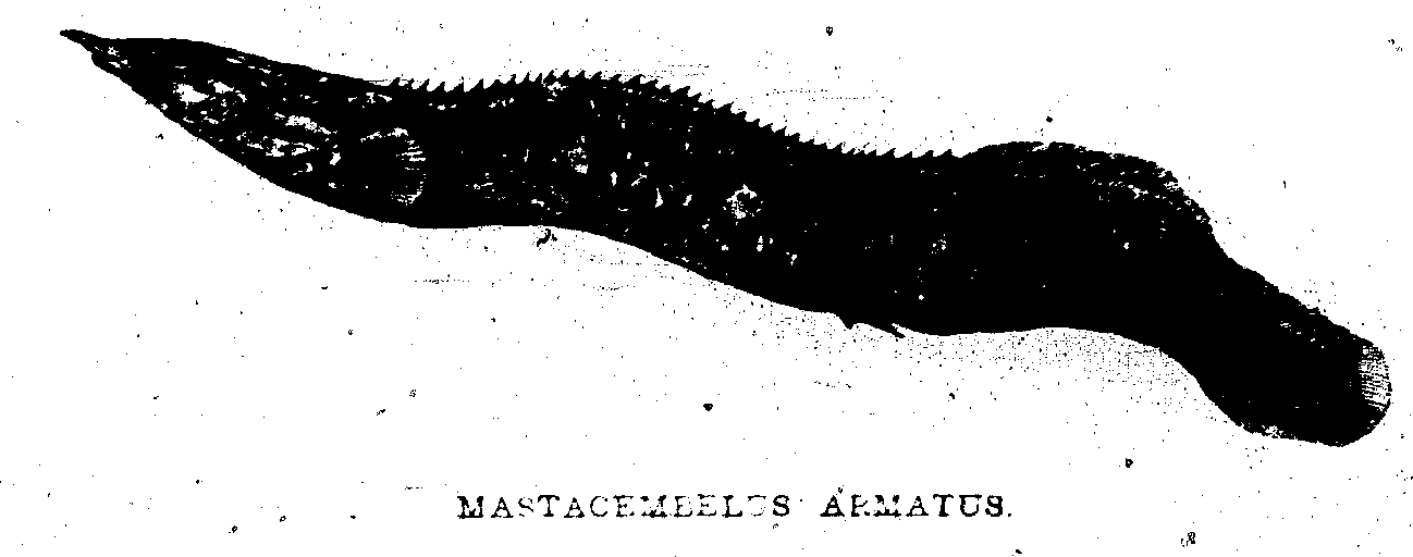 MASTACEMBELUS ARMATUS