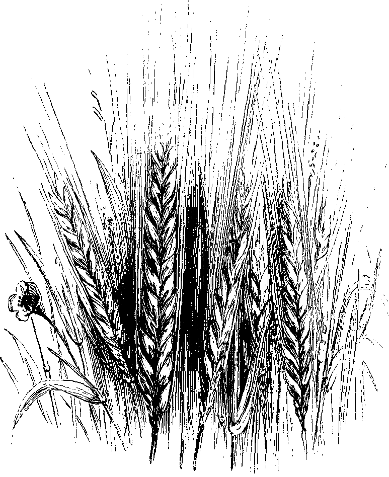 BARLEY.