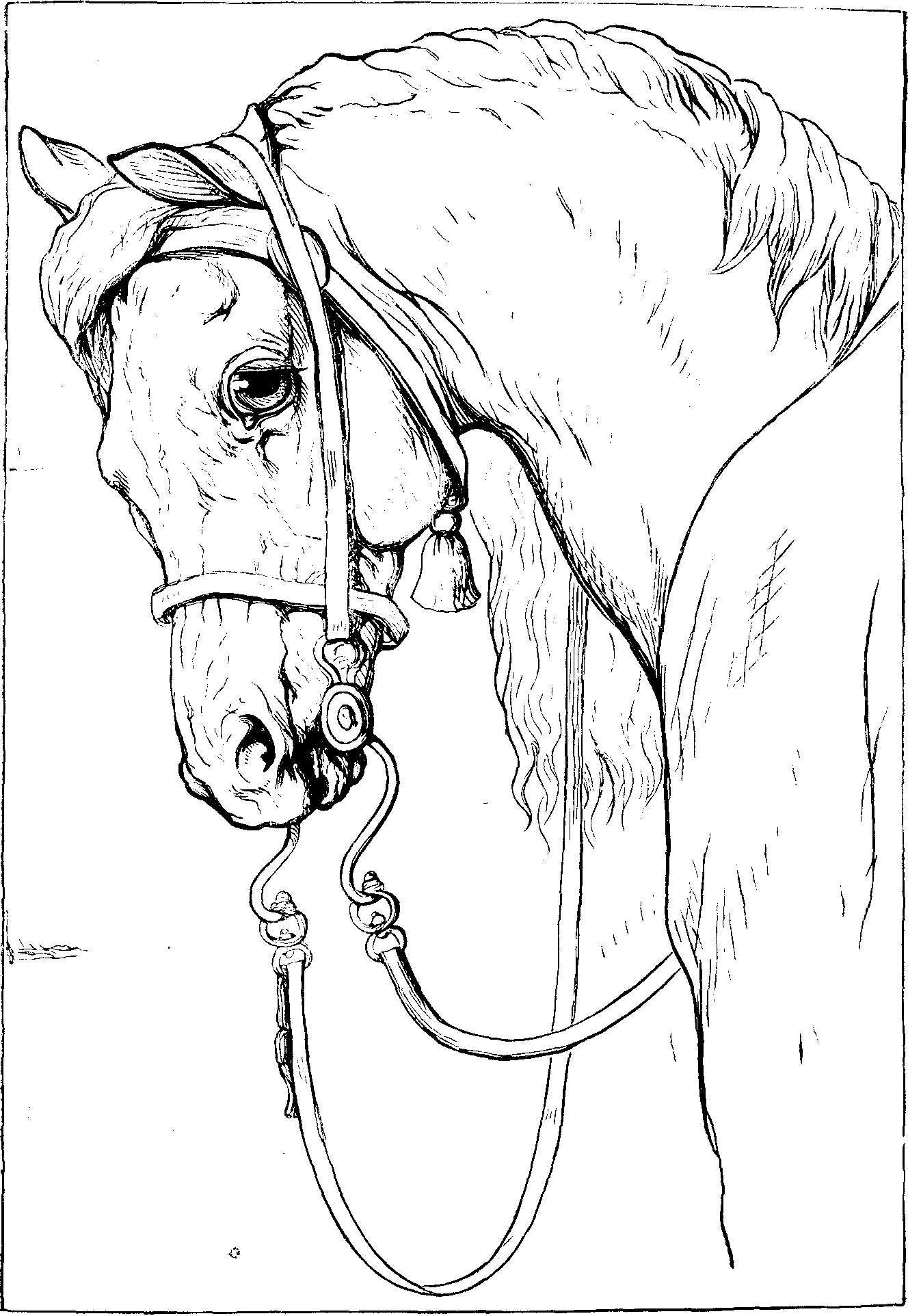From Sir Edwin Landseer's painting. In outline by Mr. Harrison Weir, as a drawing lesson.