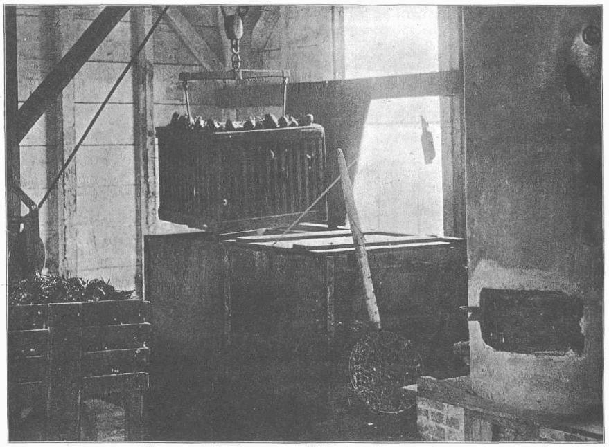 Boiling live lobsters preparatory to shipping
on ice, showing boiler, steam tank, cage, etc.