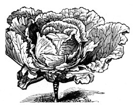 Cabbage