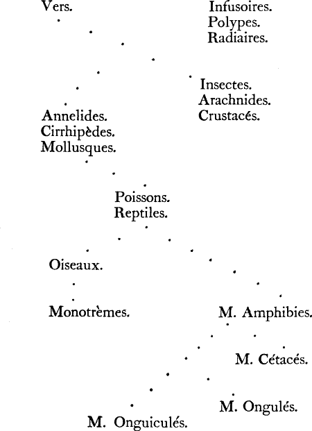 At the top, Infusoires, Polypes and Radiares.  Beside, Vers.
From Vers, two groups of 3: Insectes, Arachnides and Crustacés; and Annelides, Cirrhipèdes and Mollusques.
From the latter, Poissons and Reptiles.
From those, Oiseaux, and then Monotrèmes.
Also from Reptiles, M. Amphibies.
From there, separate branches to M. Cétacés, M. Ongulés, and M. Onguiculés.