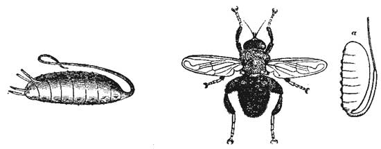 77. Larva of Rat-tailed Fly. 78. Rat-tailed Fly and its
Pupa.