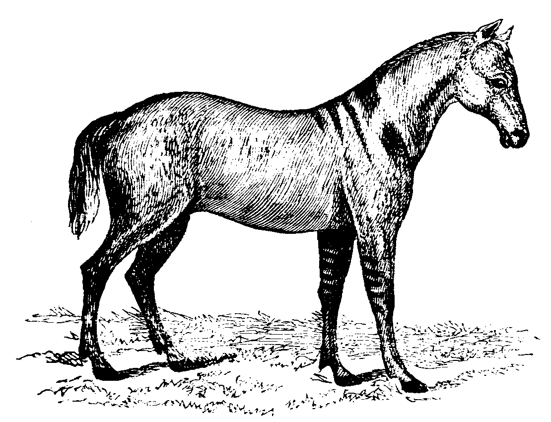Fig. 1.--Dun Devonshire Pony.
