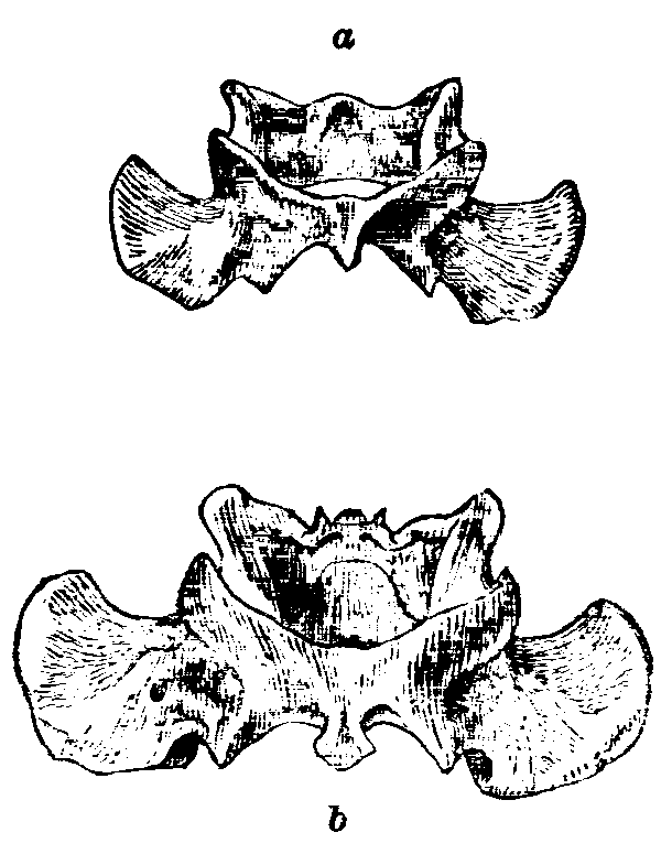 Fig. 12.--Atlas Vertebr of Rabbits.