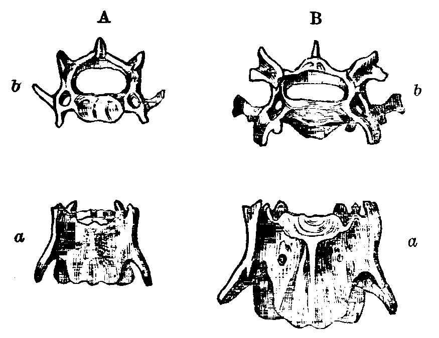 Fig. 13.--Cervical Vertebr of Rabbits.