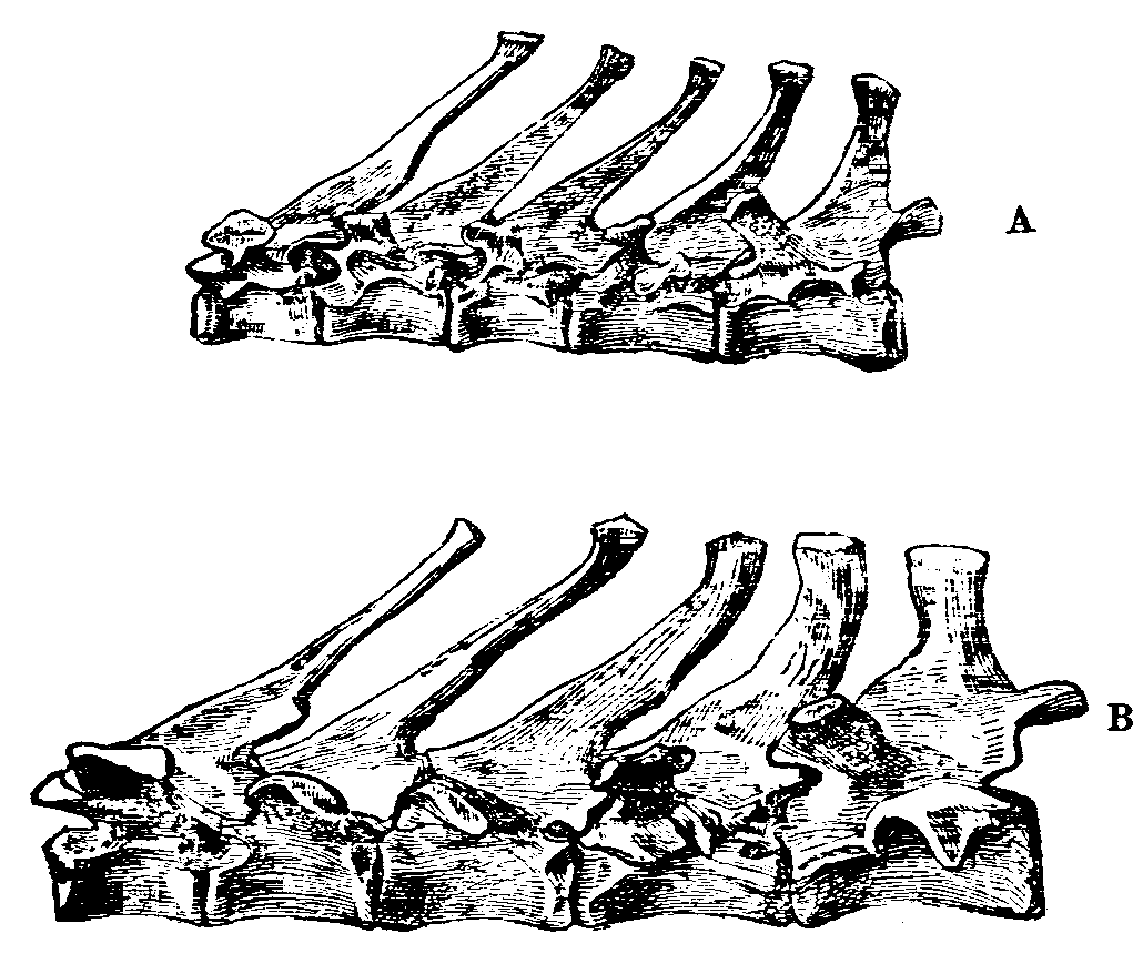 Fig. 14.--Dorsal Vertebr of Rabbits.