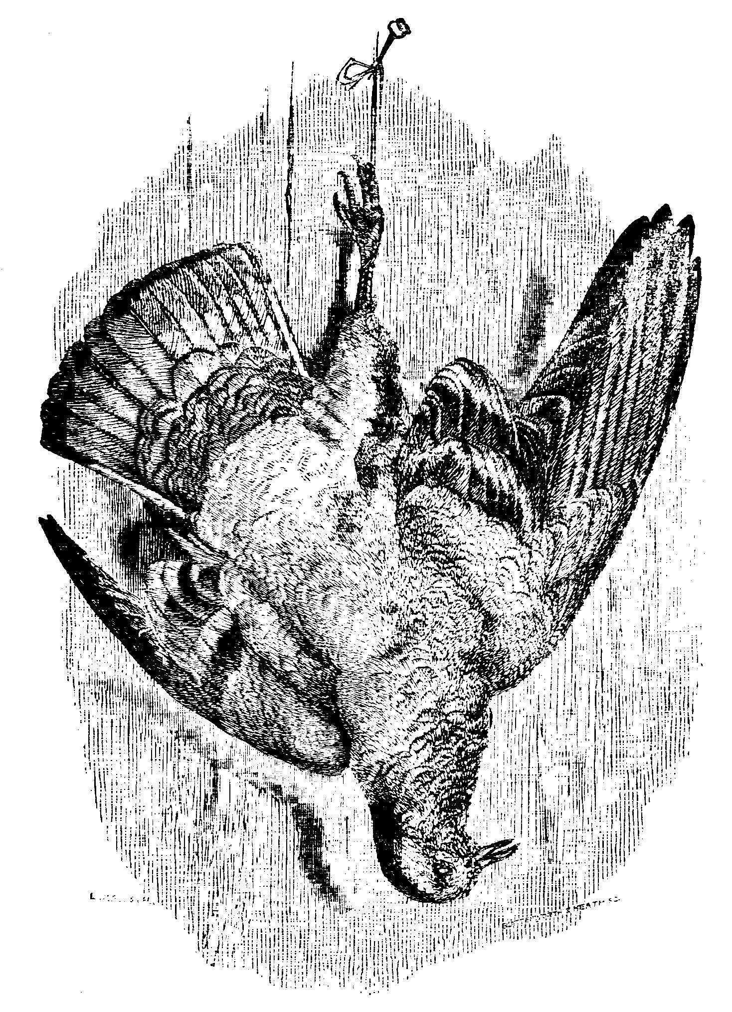 Fig. 17.--The Rock-pigeon.