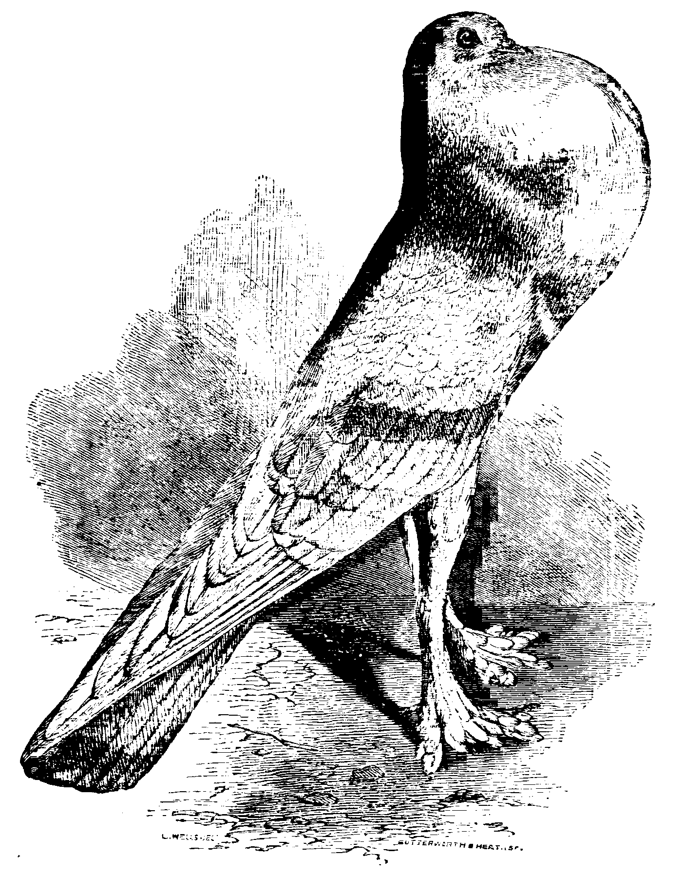 Fig. 18.--English Pouter.
